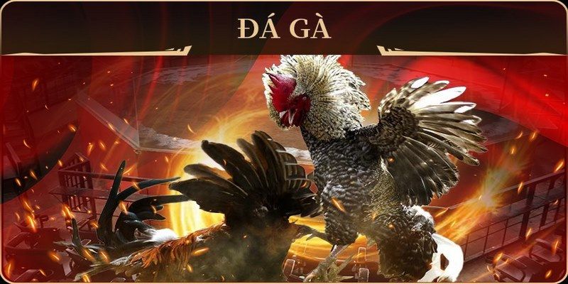 da ga 88 đá gà trực tiếp campuchia