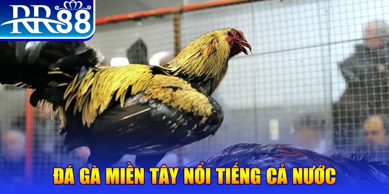 da ga 88 đá gà 88