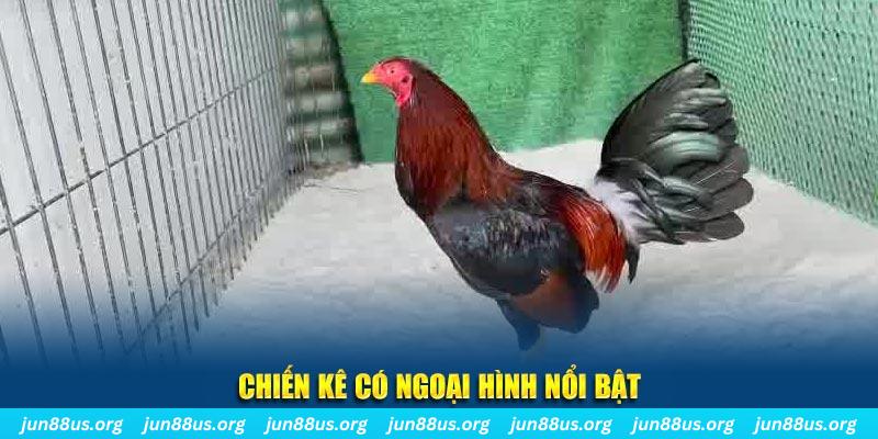 da ga 88 qq88 bắn cá