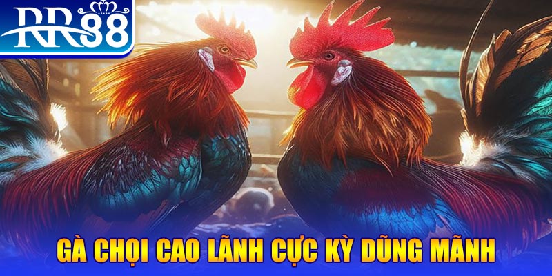 da ga 88 đăng nhập poker live